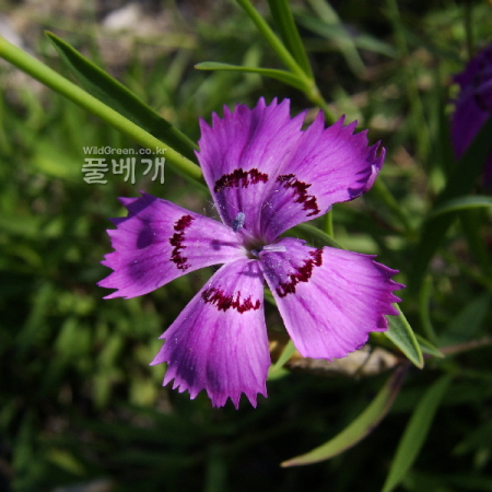 패랭이꽃(Dianthus chinensis L.) : 塞翁之馬