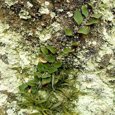 거미고사리(Asplenium ruprechtii Sa.Kurata) : 들꽃사랑