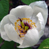 작약(Paeonia lactiflora Pall.) : 몽블랑