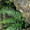 돌담고사리(Asplenium sarelii Hook.) : 도리뫼