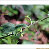 세뿔투구꽃(Aconitum austrokoreense Koidz.) : 산들꽃