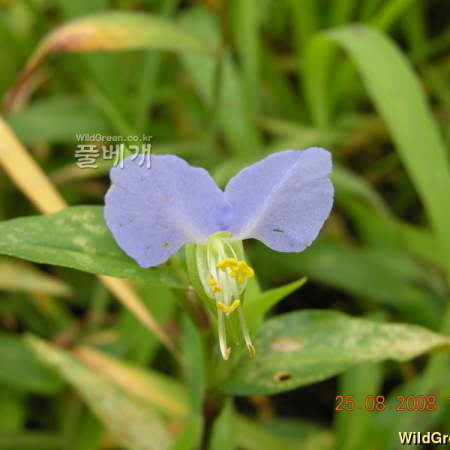 애기닭의장풀(Commelina communis L. f. minor (Y.N.Lee & Y.C.Oh) M.Kim) : 산들꽃