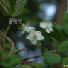 산개벚지나무(Prunus maximowiczii Rupr.) : 벼루