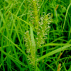 곱슬사초(Carex glabrescens Ohwi) : 설뫼