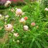 밀집꽃(Bracteantha bracteata (Vent.) Anderb. & Haegi) : 꽃마리