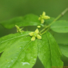 회잎나무(Euonymus alatus (Thunb.) Siebold f. ciliato-dentatus (Franch. & Sav.) Hiyama) : 벼루