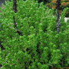 땅채송화(Sedum oryzifolium Makino) : 설뫼*