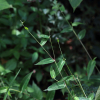 긴화살여뀌(Persicaria breviochreata (Makino) Ohwi) : 오솔