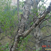 물박달나무(Betula davurica Pall.) : 현촌