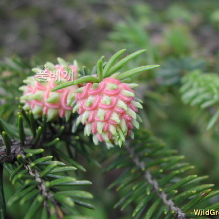 가문비나무(Picea jezoensis (Siebold & Zucc.) Carriere) : 벼루