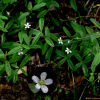 개벼룩(Moehringia lateriflora (L.) Fenzl) : 설뫼*