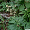 우산나물(Syneilesis palmata (Thunb.) Maxim.) : 河志