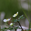 세바람꽃(Anemone stolonifera Maxim.) : 벼루