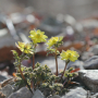 복수초 : 고들빼기
