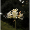 붉노랑상사화(Lycoris flavescens M.Y.Kim & S.T.Lee) : 설뫼*