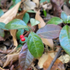 자금우(Ardisia japonica (Thunb.) Blume) : 벼루