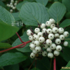 흰말채나무(Cornus alba L.) : 여울목