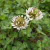 토끼풀(Trifolium repens L.) : 塞翁之馬