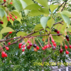 벚나무(Prunus serrulata Lindl. f. spontanea (Maxim.) Chin S.Chang) : 현촌