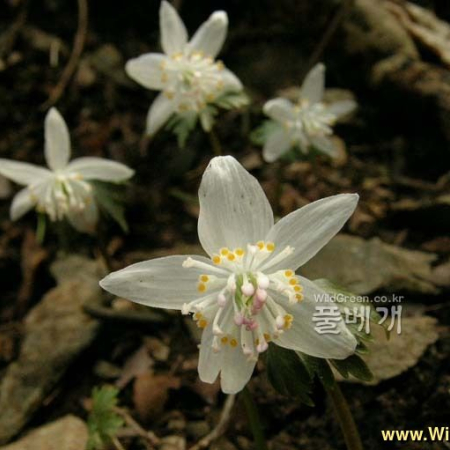 너도바람꽃(Eranthis stellata Maxim.) : 들꽃사랑