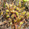 끈끈이주걱(Drosera rotundifolia L.) : 박용석