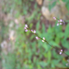 장대여뀌(Persicaria posumbu (Buch.-Ham. ex D.Don) H.Gross) : 무심거사