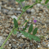 벌완두(Vicia amurensis Oett.) : 청암
