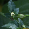노란꽃땅꽈리(Physalis angulata L.) : 청암
