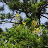 실거리나무(Caesalpinia decapetala (Roth) Alston) : 통통배