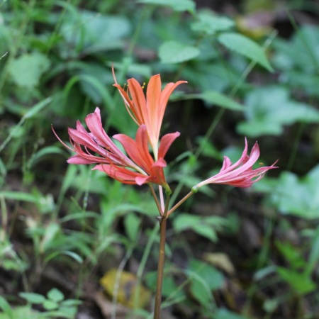 백양꽃(Lycoris sanguinea var. koreana (Nakai) T.Koyama) : 산들꽃