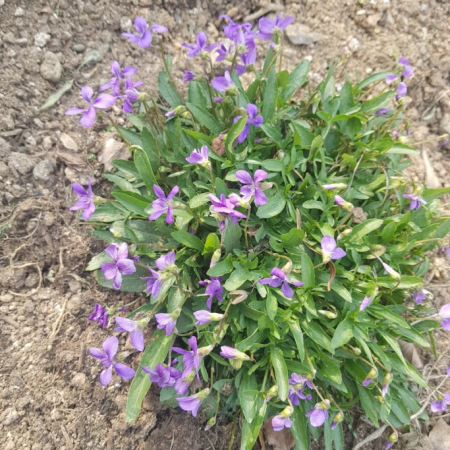 창원제비꽃(Viola palmata L.) : 산들꽃