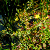좀고추나물(Hypericum laxum (Blume) Koidz.) : 청암