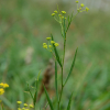 참시호(Bupleurum scorzonerifolium Willd.) : habal