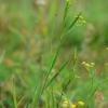참시호(Bupleurum scorzonerifolium Willd.) : habal