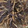 패랭이꽃(Dianthus chinensis L.) : 晴嵐