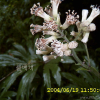 우산나물(Syneilesis palmata (Thunb.) Maxim.) : 현촌
