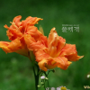 왕원추리(Hemerocallis fulva for. kwanso (Regel) Kitam.) : 산들꽃