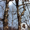 물박달나무(Betula davurica Pall.) : 카르마