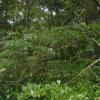 검은재나무(Symplocos prunifolia Siebold & Zucc.) : 벵듸낭