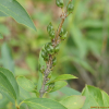 의성개나리(Forsythia viridissima Lindl.) : 통통배
