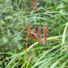 솔방울고랭이(Scirpus karuisawensis Makino) : 도리뫼