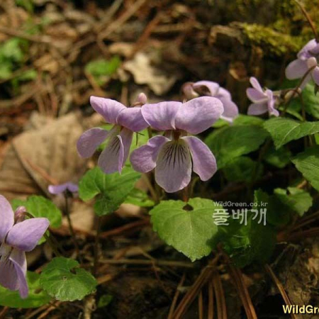 뫼제비꽃(Viola selkirkii Pursh ex Goldie) : 들꽃사랑