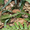 버들참빗(Deparia lancea (Thunb.) Fraser-Jenk.) : 설뫼