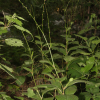 이삭여뀌(Persicaria filiformis (Thunb.) Nakai ex Mori) : habal