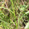 잠자리난초(Habenaria linearifolia Maxim.) : 고들빼기
