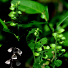 산골무꽃(Scutellaria pekinensis Maxim. var. transitra (Makino) H.Hara) : 통통배