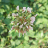 토끼풀(Trifolium repens L.) : 塞翁之馬