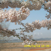 벚나무(Prunus serrulata Lindl. f. spontanea (Maxim.) Chin S.Chang) : 현촌