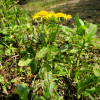 금불초(Inula japonica Thunb.) : habal
