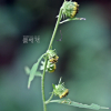 두메담배풀(Carpesium triste Maxim.) : 산들꽃